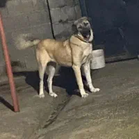 سگ سرابی
