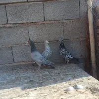 3تا سرورنر عالی|پرنده|شیراز, ارم|دیوار