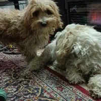 سگ گمشده محدوده زینبیه