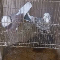 کبوترپرشی|پرنده|قم, شهرک امام حسین|دیوار