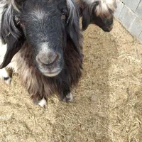 سلام ۳عددشیشک بختیاری برای بذری