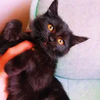 دوتا فسقلی خوشگل