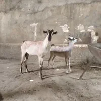 بز صلاله عمانی