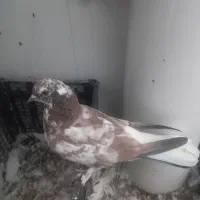 کبوتر|پرنده|مهدی شهر, |دیوار