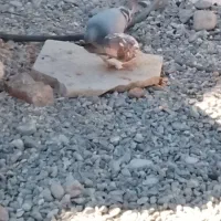 کبوتر همه عالی جفتی 600|پرنده|ایرانشهر, |دیوار