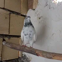 کبوتر غریب گیر|حیوانات|تویسرکان, |دیوار