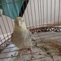 عروس هلندی|پرنده|جم, |دیوار