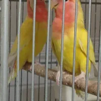 طوطی برزیلی