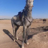 اسب کالسکه سیاه کهر سن 6سال دست پا سالم|اسب و تجهیزات اسبسواری|نیشابور, عطار|دیوار