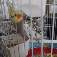 پرنده عروس هلندی|پرنده|شفت, |دیوار