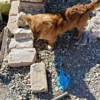 سگ پا کوتاه|سگ|کرمان, |دیوار