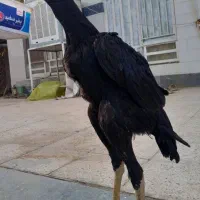 خروس اوشامو لاری|حیوانات مزرعه|راور, |دیوار