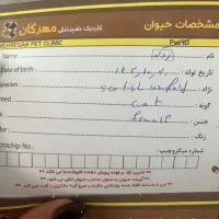 گربه اسکاتیش و پرشین|گربه|کرمان, |دیوار