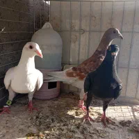 کفتر زاجر وپرشی شکار