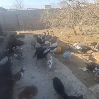 بوقلمون|حیوانات مزرعه|نیریز, |دیوار