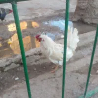 مرغ وخروس چهل تاج گلین