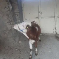 گوسال‌سیمینتال|حیوانات مزرعه|الیگودرز, |دیوار