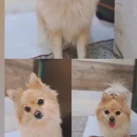 سگ پامر روباهی ماده با شناسنامه