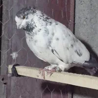 کفتر‌  نر دستپرقوچی