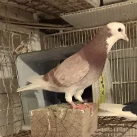 ۵تاا کفتر شازده مهر دست و دم سفید .نر شازده زرد|پرنده|تهران, بیسیم|دیوار