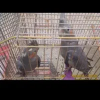کوتوله و عروس هلندی سخنگو|پرنده|قم, شهرک فاطمیه|دیوار