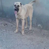 واگذاری توله سگ سرابی