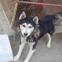 سگ هاسکی نر ۳ ساله|سگ|ارومیه, |دیوار