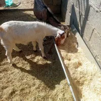 بزوگیسه|حیوانات مزرعه|نگار, |دیوار