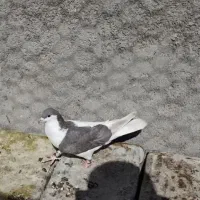 کبوتر|پرنده|مبارکه, |دیوار