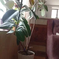 گل فیکوس فروشی