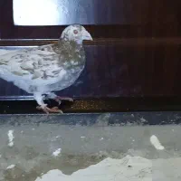 کبوتر  مسافتی