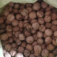 گردو کوهسرخ