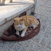 گربه رایگان|گربه|تربت جام, المهدی|دیوار