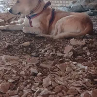 واگذار سگ|سگ|تربتحیدریه, پائین ولایت|دیوار