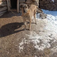 واگذاری|سگ|سراب, |دیوار