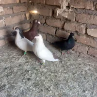 پرشی|پرنده|قائن, |دیوار