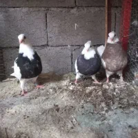 کبوتر‌‌طوقی