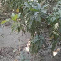 نهال انبه|گل و گیاه طبیعی|میناب, |دیوار