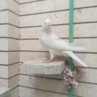 کبوترپرشی تهرونی|پرنده|اصفهان, ارغوانیه|دیوار