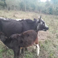 گاو ماده با گوساله ماده شکم اول|حیوانات مزرعه|تالش, جوکندان|دیوار