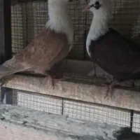 کبوتر مخمل یا کله سفید