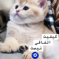 گربه اسکاتیش برتیش از پدر و مادر وارداتی|گربه|تبریز, |دیوار