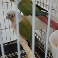 طوطی گرینچیک|پرنده|تاکستان, |دیوار