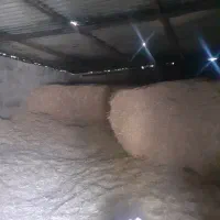 کاه فروش|حیوانات مزرعه|دشت ذهاب, |دیوار