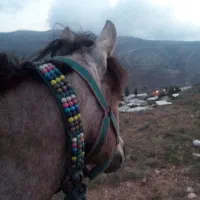 اسب مادیان|اسب و تجهیزات اسبسواری|گرگان, |دیوار