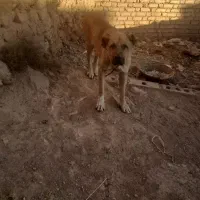 سگ سرابی اصل فقط برای نگهبانی|سگ|فشم, |دیوار