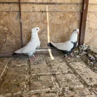 کبوتر|پرنده|شیراز, شهرک گلستان|دیوار