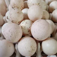 تخم نطفه دار بوقلمون با ضمانت