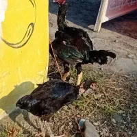 مرغ خروس لاری|حیوانات مزرعه|سنگر, |دیوار