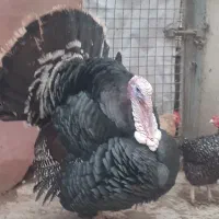 بوقلمون نر و ماده مولد،اردک روسی مولد نر و ماده